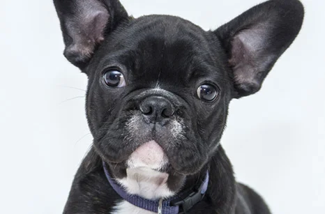 Integrative Veterinary Health Center