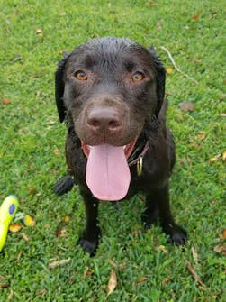 Homeside Mobile Veterinary Services