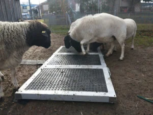 Tierarztpraxis Scherzingen