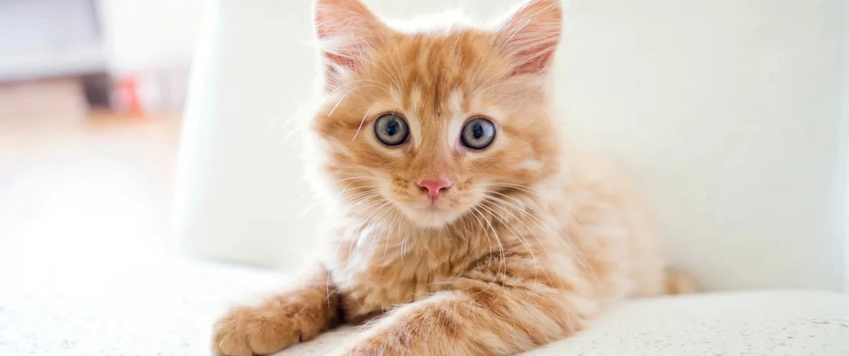 Tierarztpraxis am Durchblick