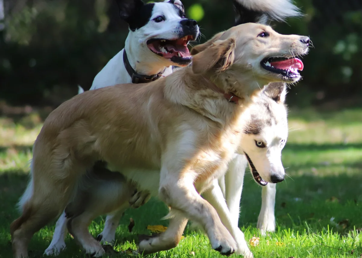 Whispering Pines Kennels