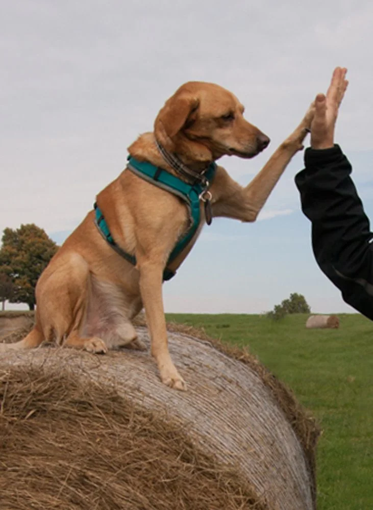 Tierheilpraxis Animal Herbs - Das TierGesundhaus