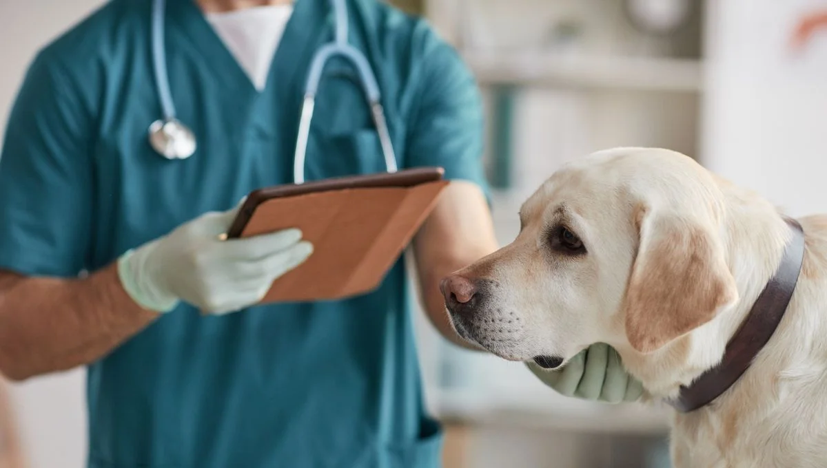 Tierarzt Dr.med.vet. Erich Herlyn