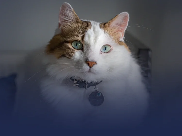 South Kendall Animal Hospital