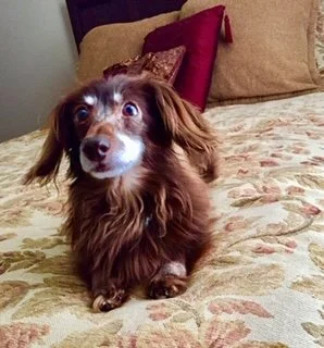 Colbern Road Animal Clinic: Home