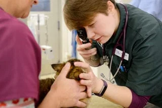 Cave Spring Veterinary Clinic