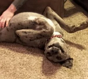 Village Veterinary Care