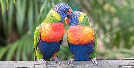 Currumbin Valley Veterinary Services