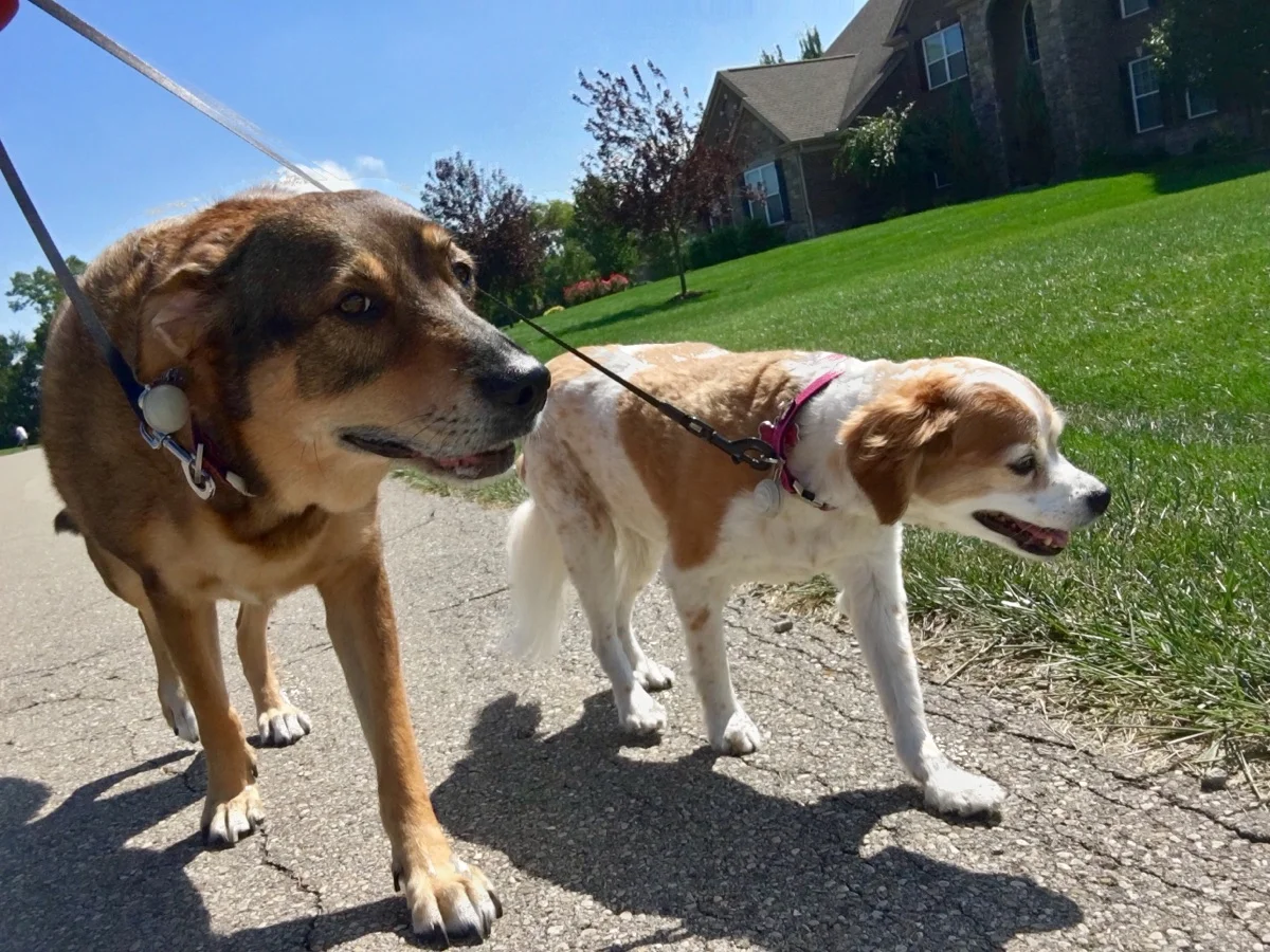 Homeward Bound Pet Care