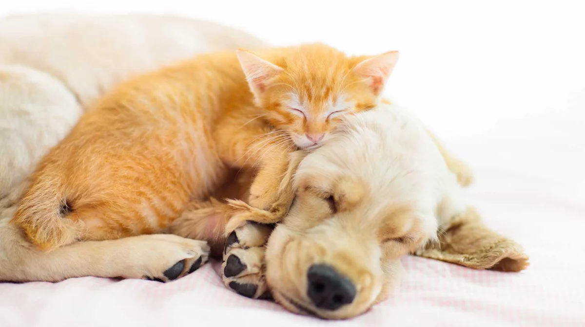 Allergy & Skin Clinic For Pets