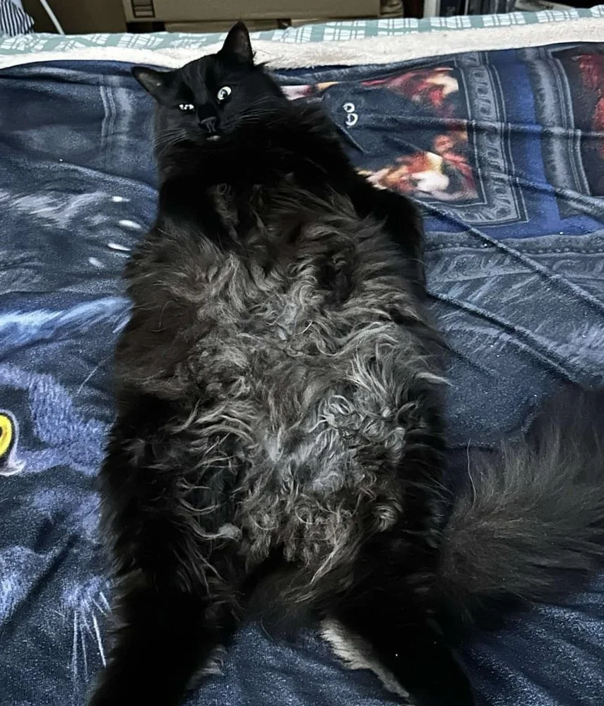 Karons' Groom Shoppe