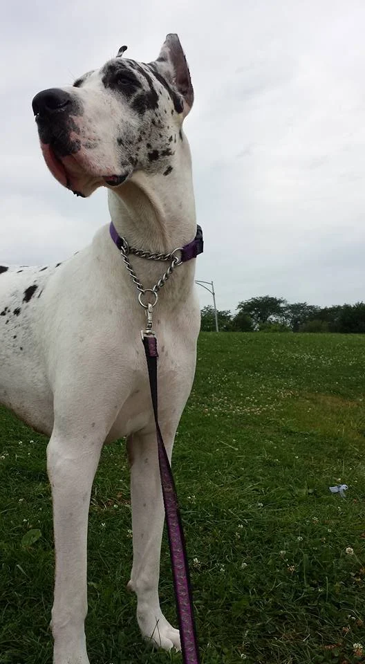 Playful Pets Playtime