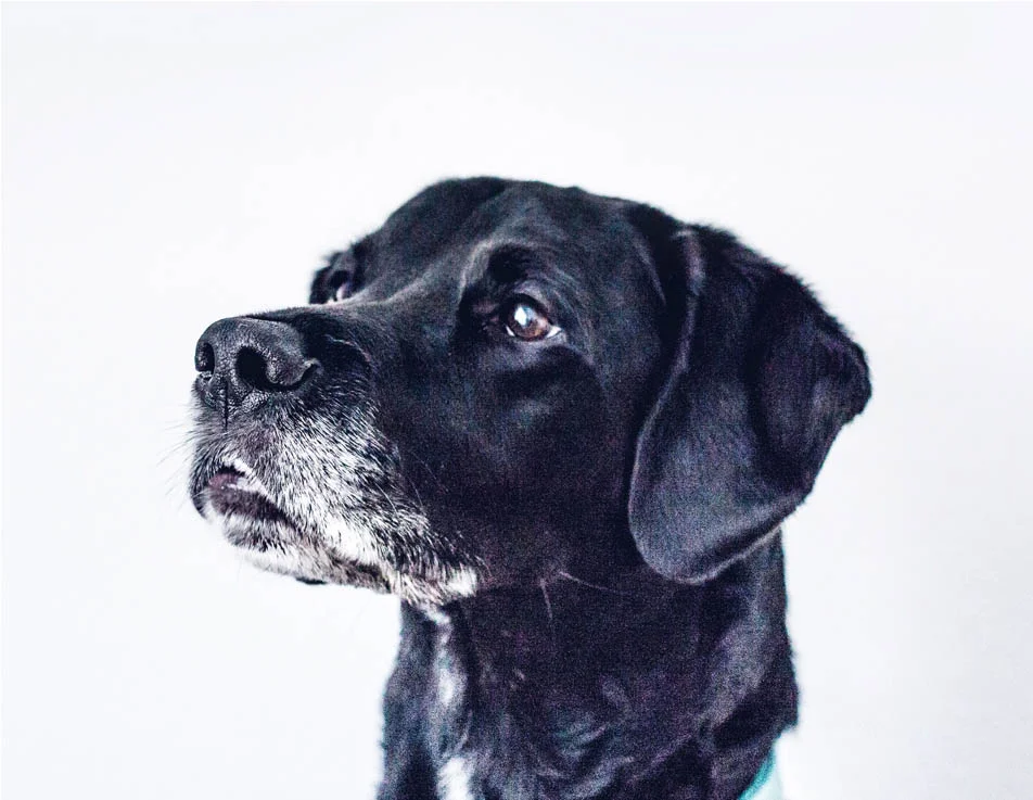 Tierarztpraxis Wannsee