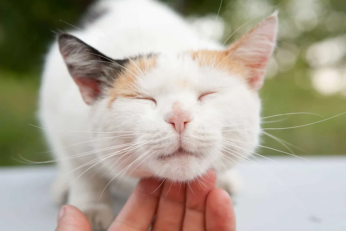 Pets & Friends Animal Hospital