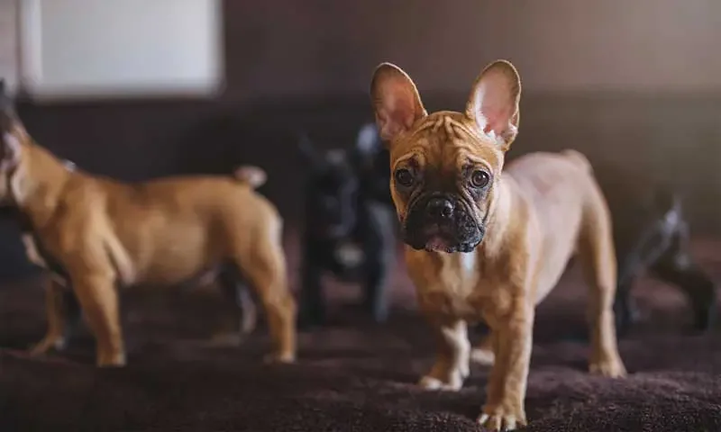 Blue Ravine Animal Hospital