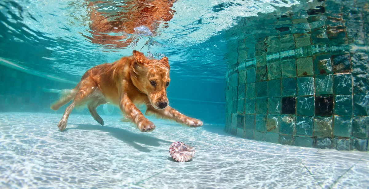 Wet Nose Lodge & Spa