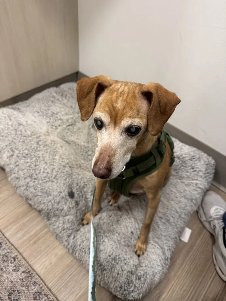 Apex Veterinary Ophthalmology Specialists