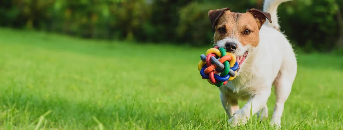 McPherson Pet Resort