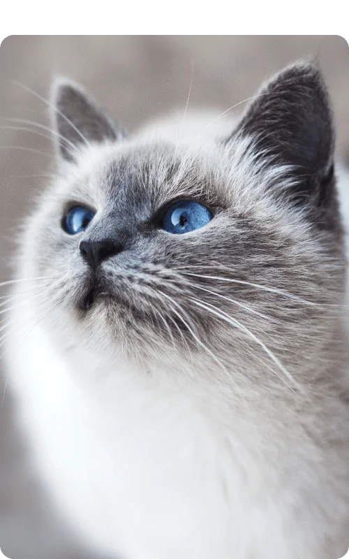 Republic Animal Hospital