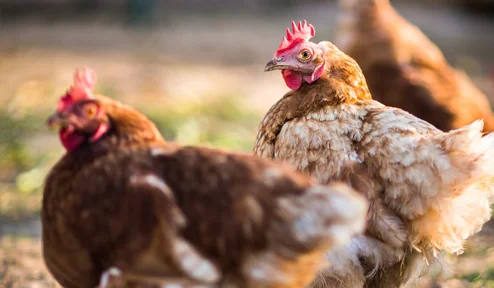 Isle Veterinary Group