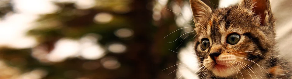 Bellevue and Sandusky Animal Hospitals