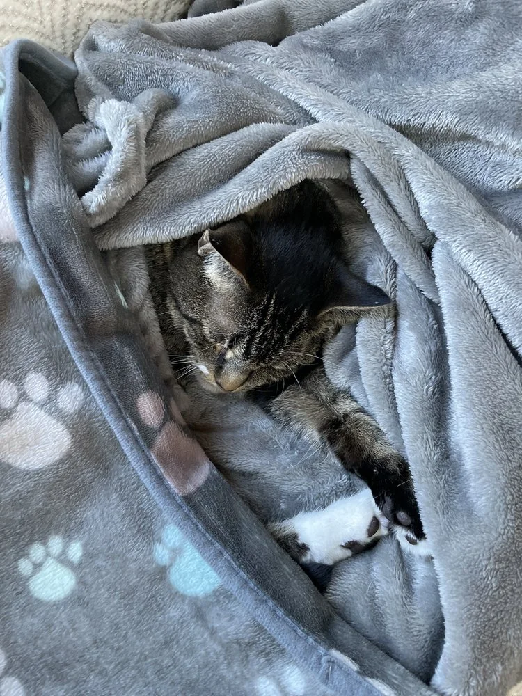 Boston Veterinary Clinic