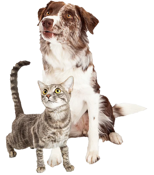 Animal AM-Emergency Clinic of Pasadena