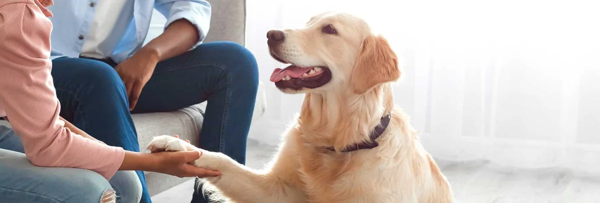 Ladera Ranch Animal Hospital