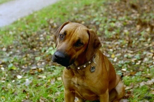 Tierklinik Lademann-Bogen