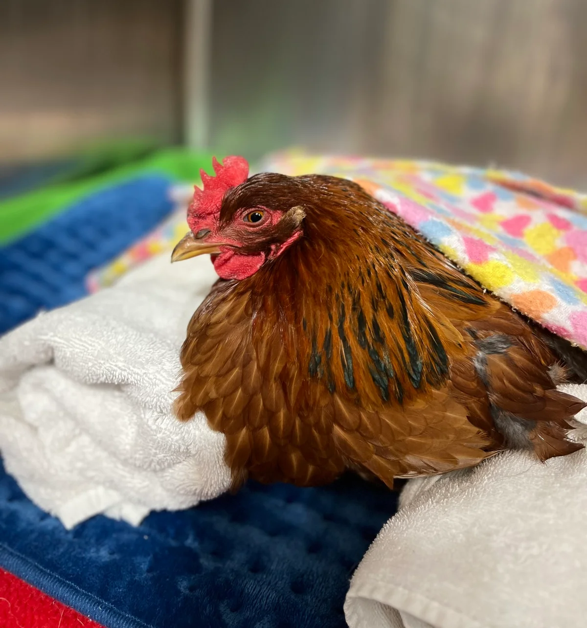 Jewell Animal Hospital