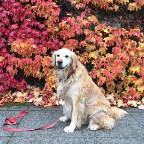 Motley Crew Dog Walking