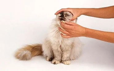 Clinique Vétérinaire du Docteur Peacock