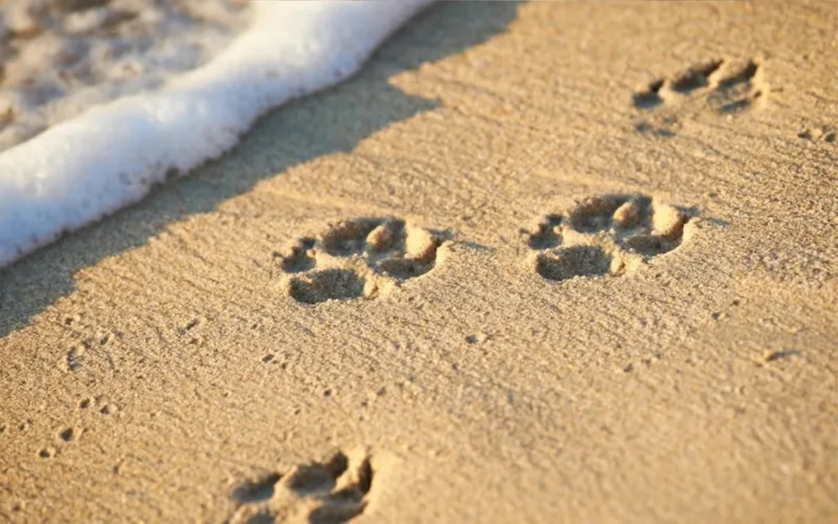 A Pet's Circle Of Life