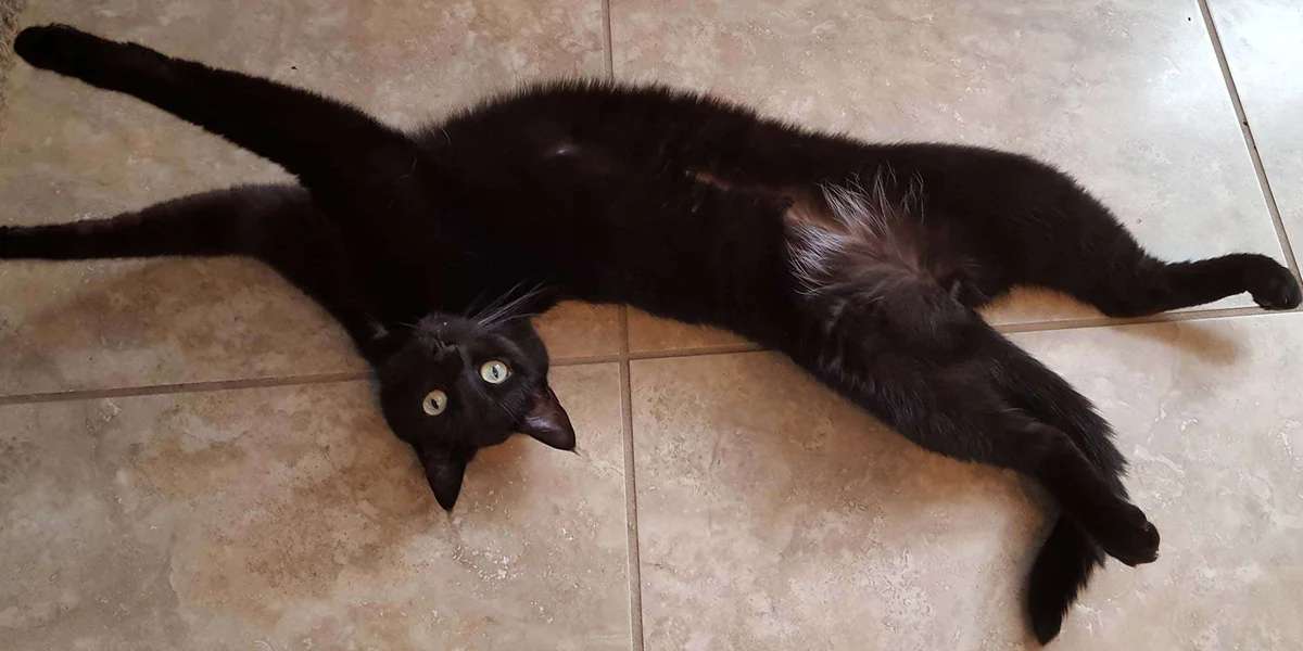 Texas Republic Veterinary Hospital