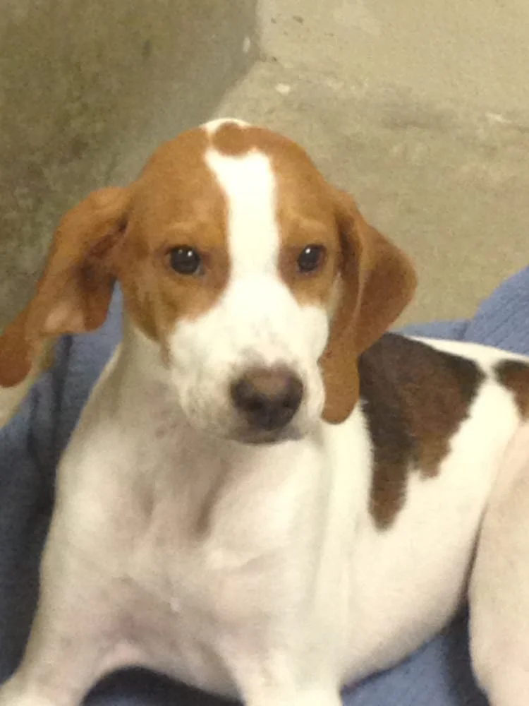 Savanna Animal Hospital