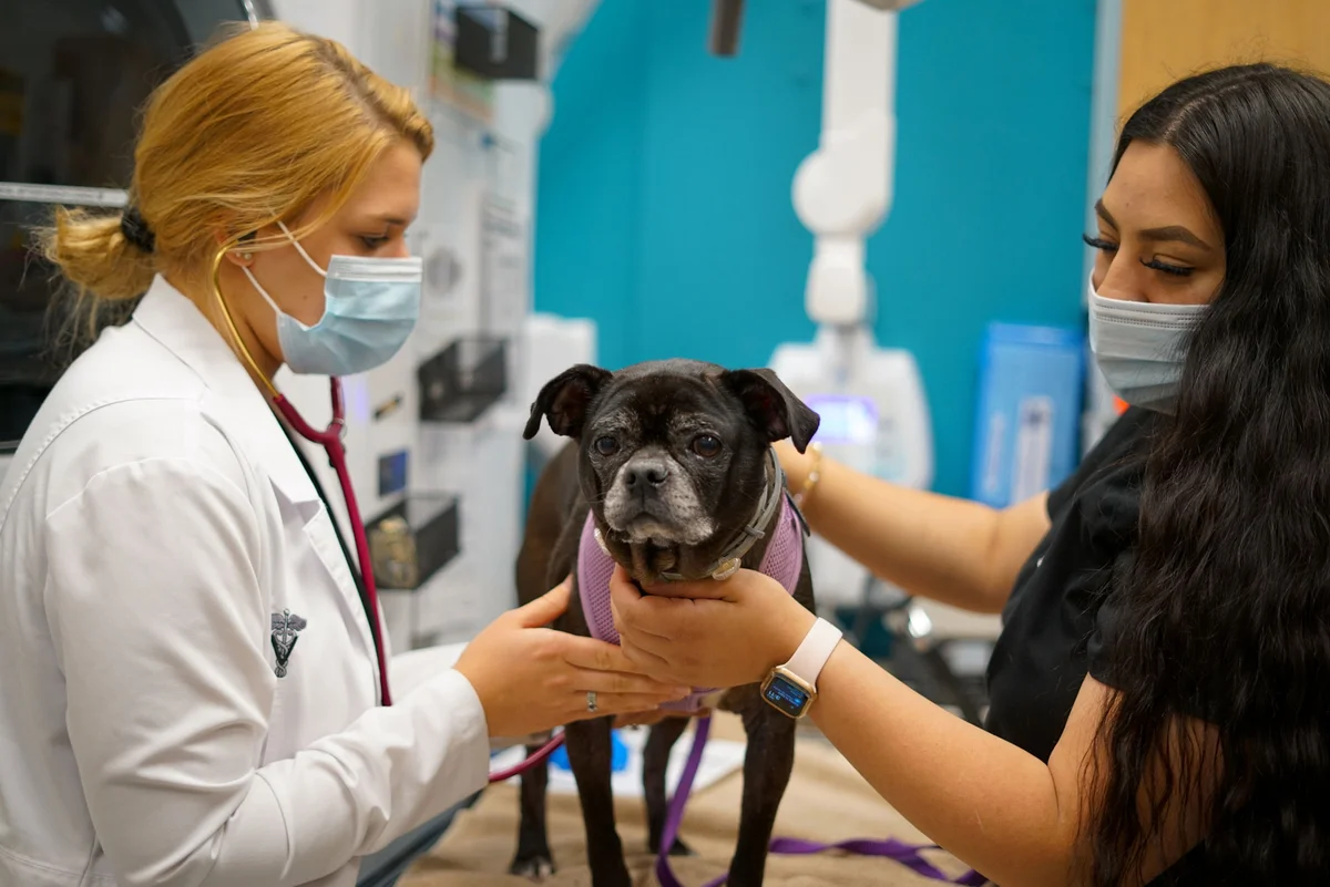 UNI Pet Clinic - Union City
