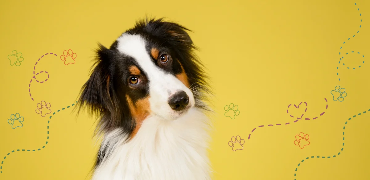 Happy Tails Complete Pet Care