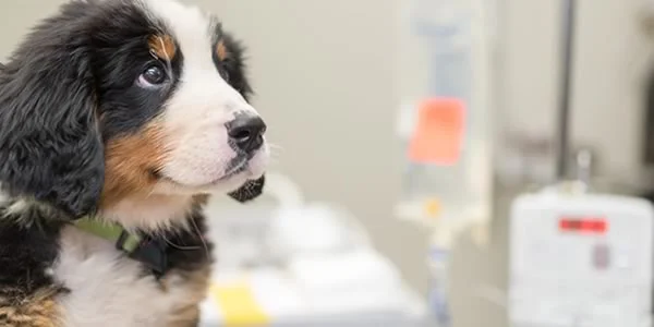 Lodi Veterinary Care