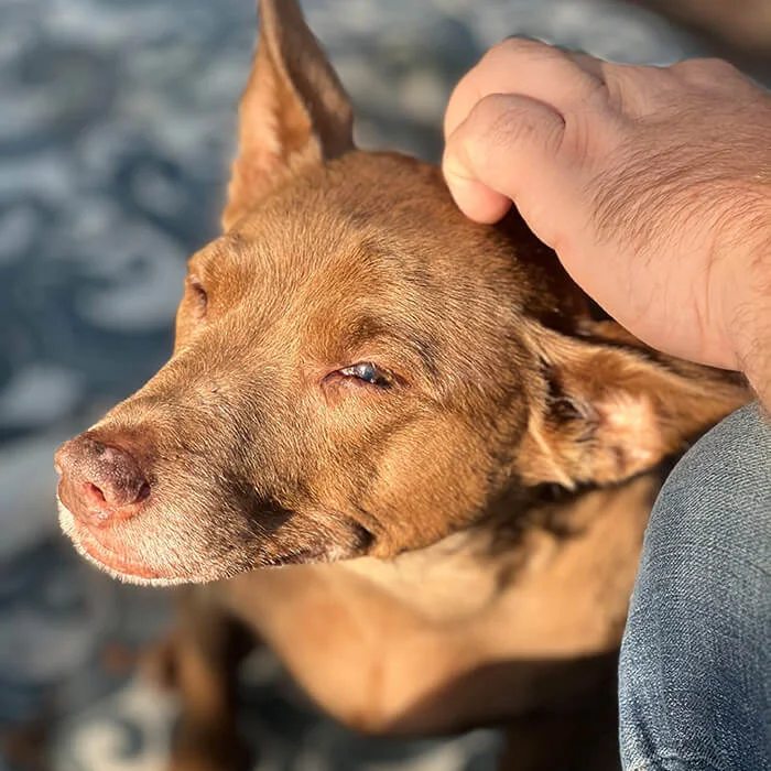 Lovingkindness Veterinary Care