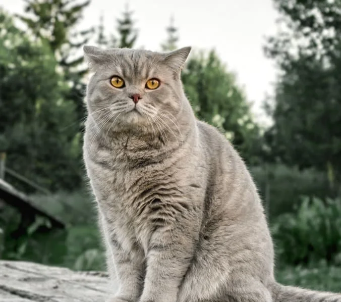 Kleinpeter Veterinary Hospital