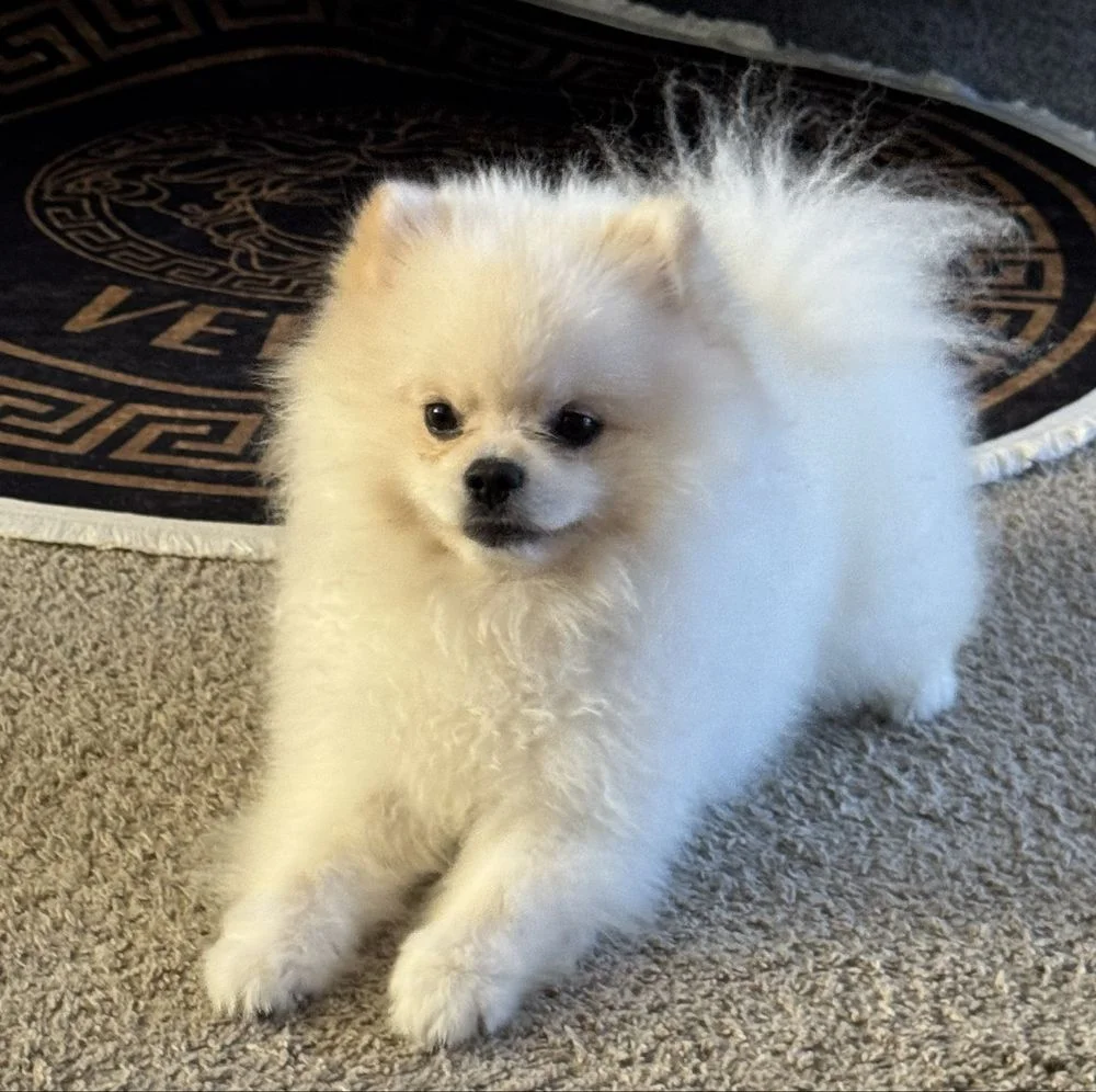 Woodstock Veterinary Hospital