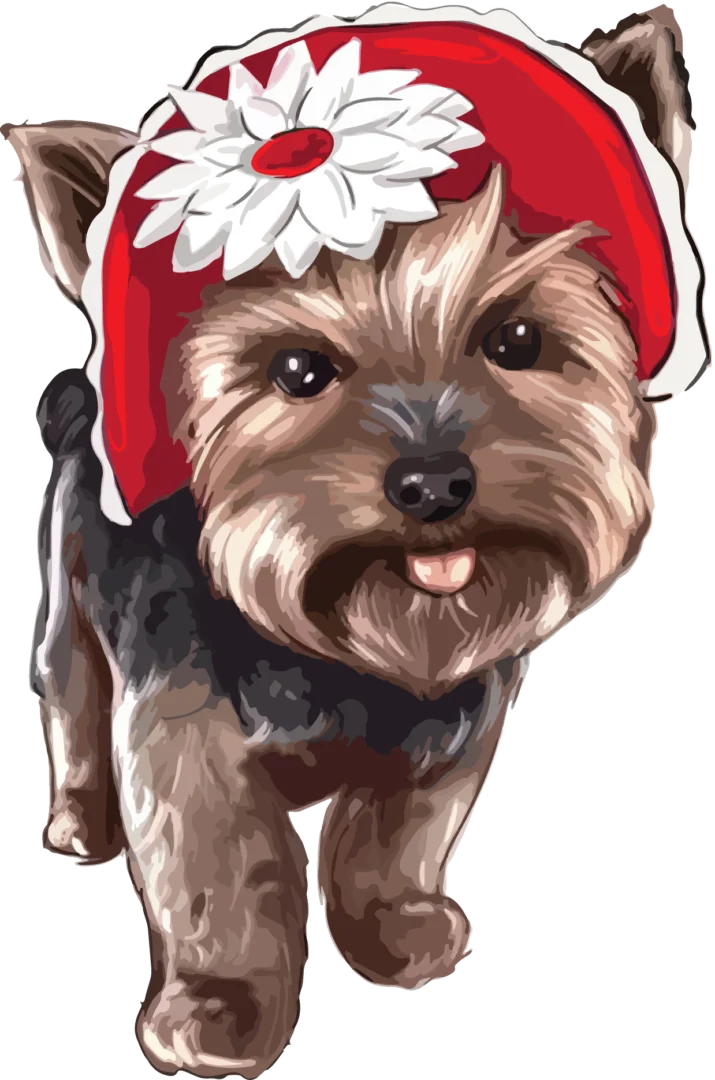 Halo's Place Mobile Dog Grooming