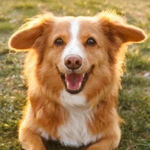 Agave Veterinary Care and Exotic Animal Hospital