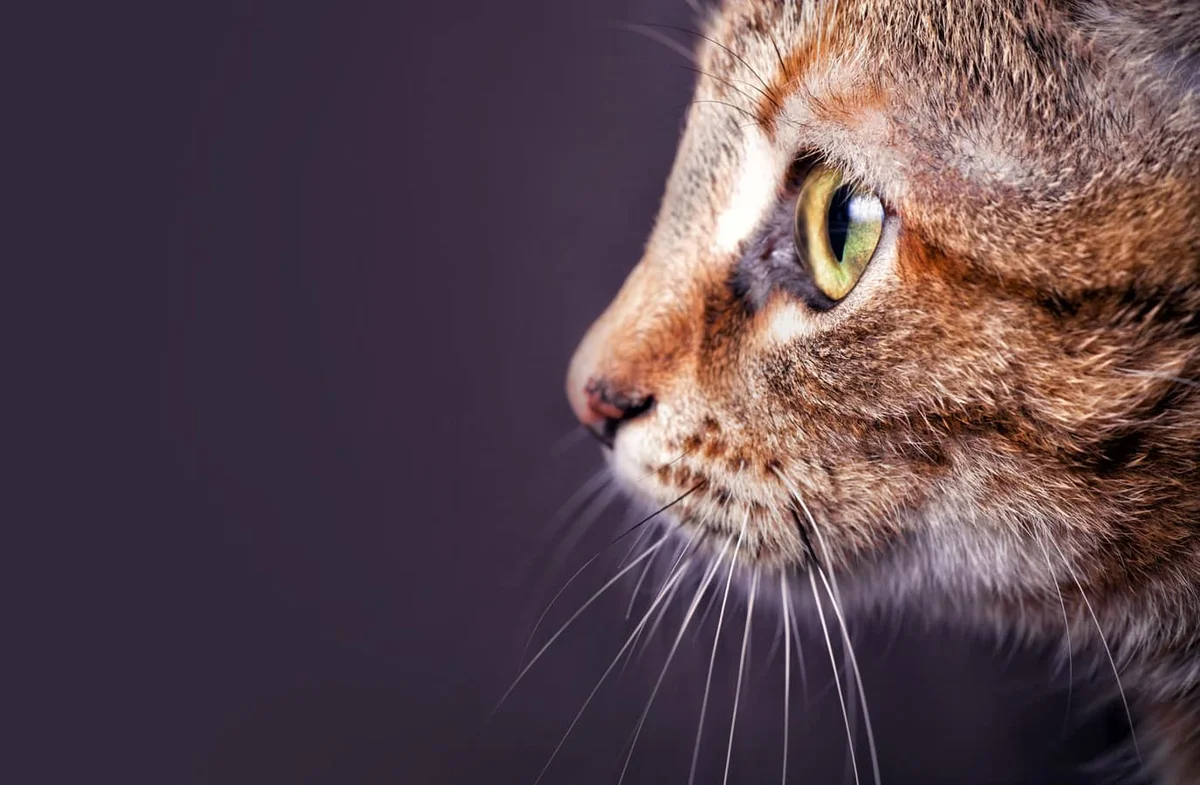 Groves Veterinary Clinic