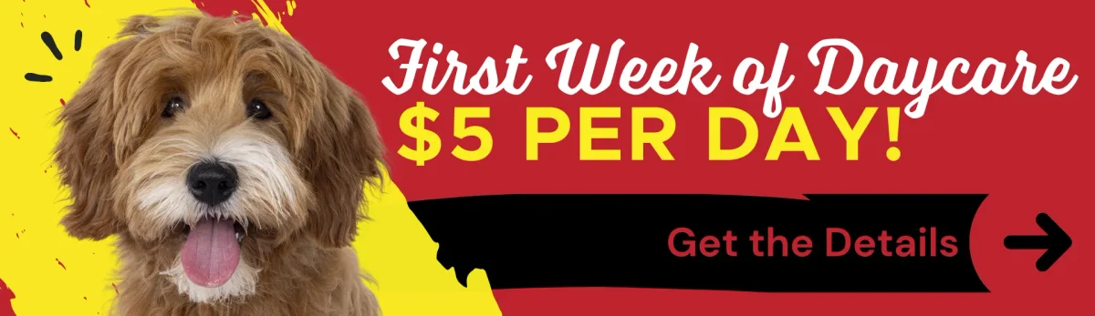 The Dog Stop - Huntsville, Alabama