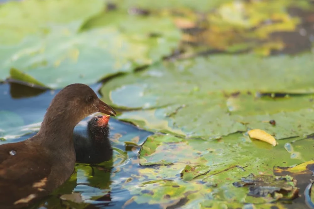 Tierarztpraxis Winterhude