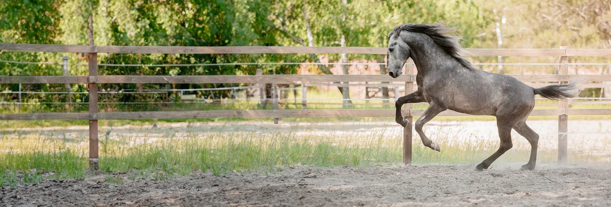 Herd Health Management