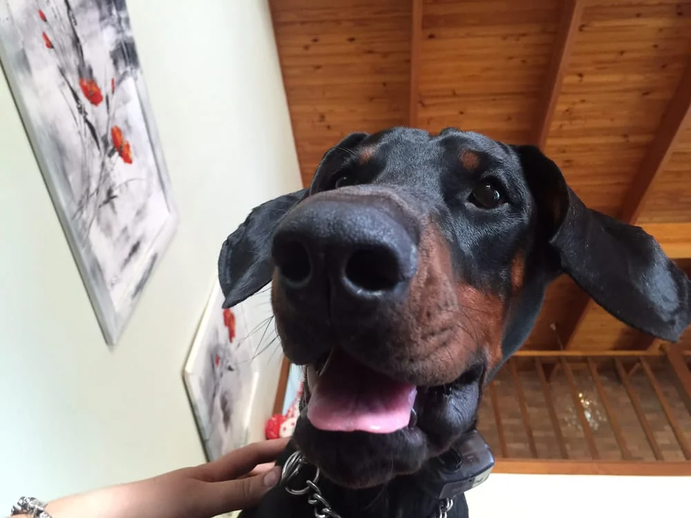 Greencross Vets Surfers Paradise