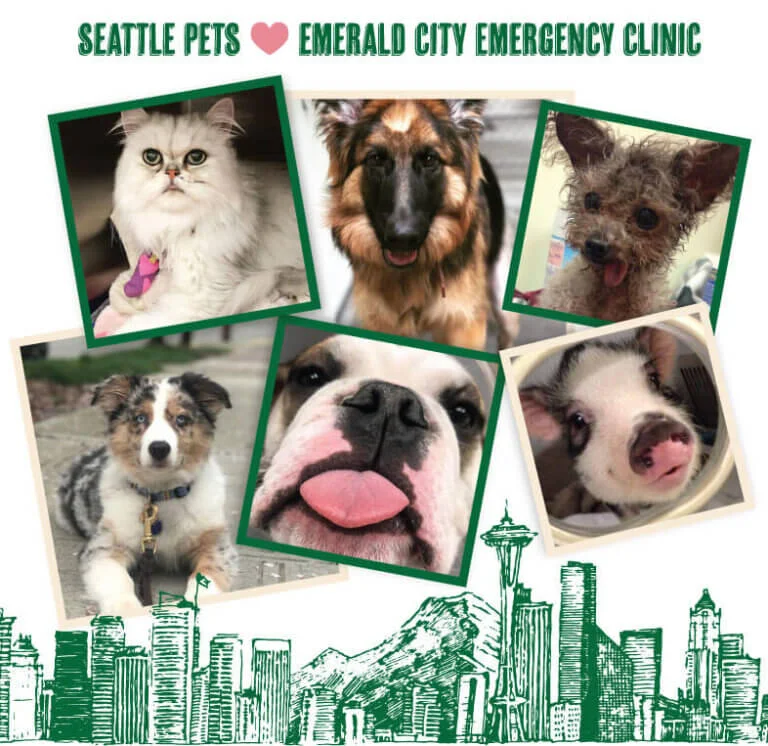 Emerald City Emergency Clinic
