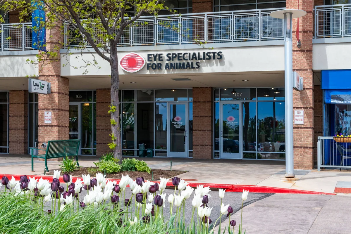 Eye Specialists for Animals
